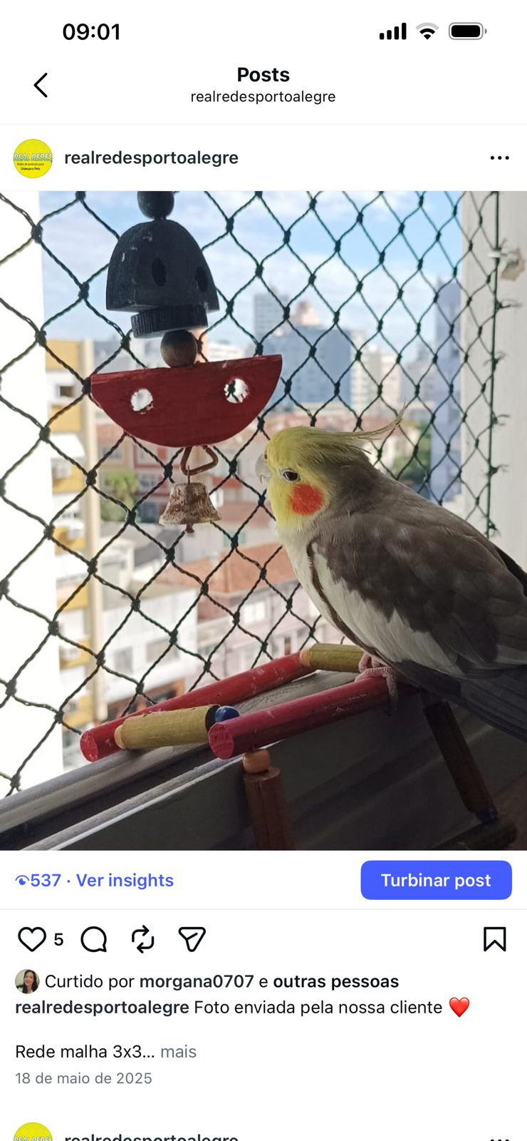 Calopsita protegida por rede em janela de apartamento