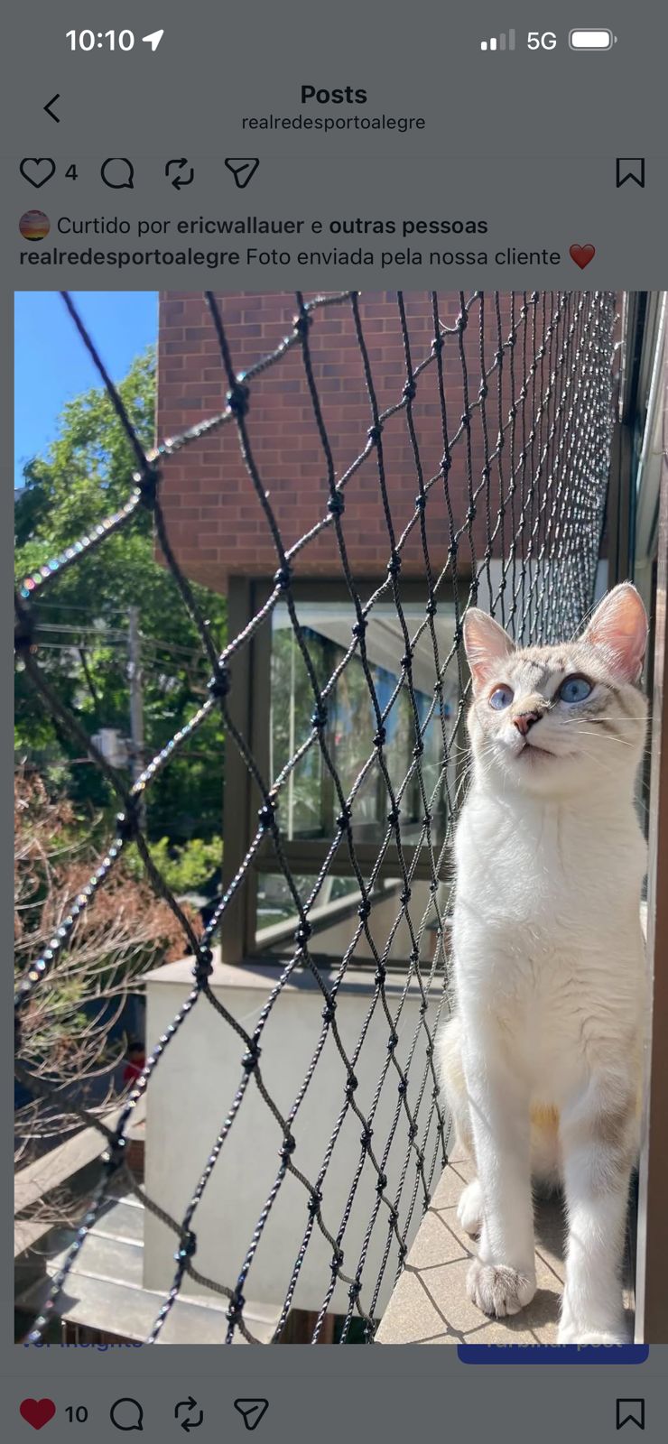 Gato branco protegido por rede preta na sacada do apartamento